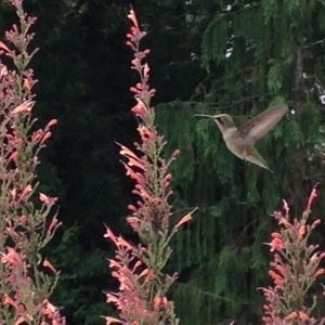 Meet your Posher, Barbara